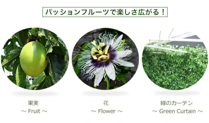 楽天市場 パッションフルーツ 黄色果実 白鉢苗 支柱仕立て 愛知県産 苗木部 ｂｙ 花ひろばオンライン