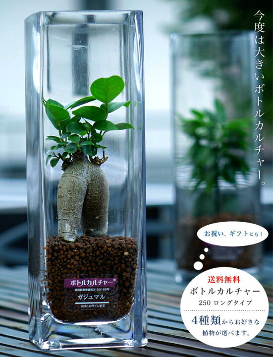 楽天市場 送料無料 観葉植物 ボトルカルチャー ロングタイプ インテリアグリーン 選べる植物5タイプ 代引き不可 クリスマス 苗木部 ｂｙ 花ひろばオンライン