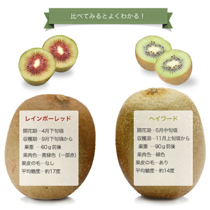 楽天市場】キウイ 苗木セット 【レインボーレッド】 赤系メス 1年生 