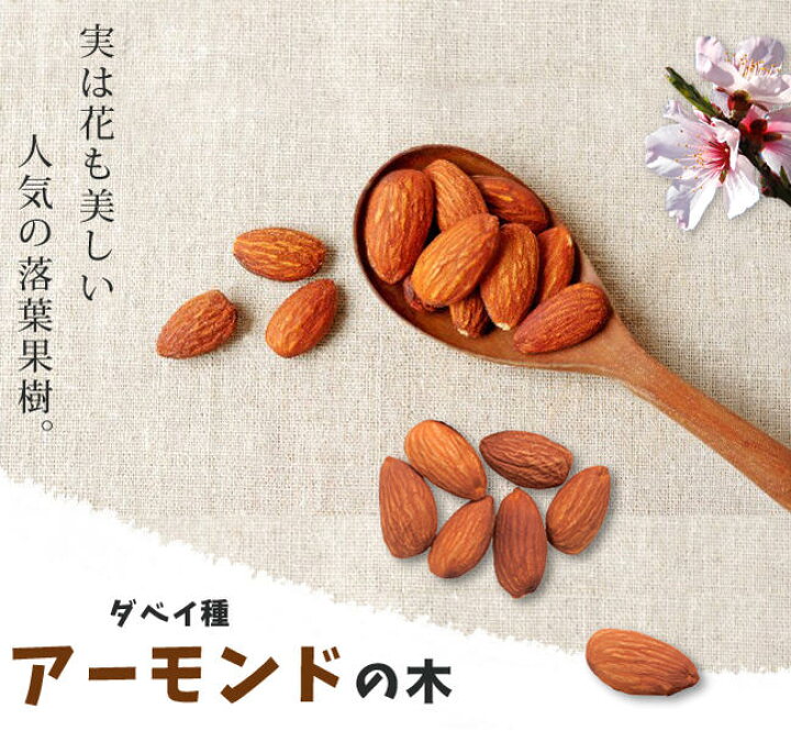楽天市場 アーモンド ダベイ種 2年生接ぎ木 スリット鉢植え 苗木 限定販売 苗木部 ｂｙ 花ひろばオンライン