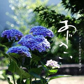 楽天市場】フェイジョア 苗 【マグニフィカ】 3年生接木大苗 : 苗木部 