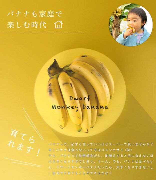 楽天市場】バナナの木 【ドワーフモンキーバナナ】 □本数限定 大 