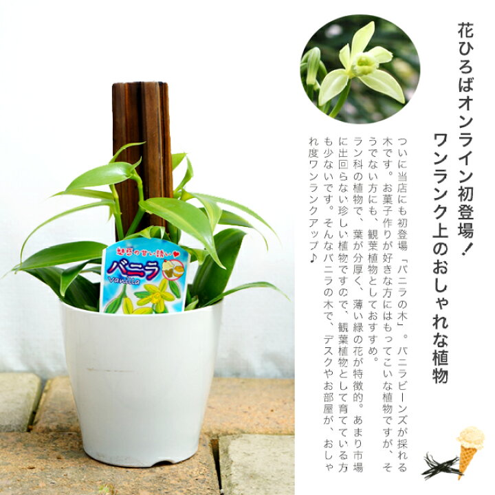 楽天市場 珍しい木 バニラの木 3号ポット苗 鉢カバー付き 苗木部 by 花ひろばオンライン 楽天市場 珍しい木 バニラの木 3号ポット苗 鉢カバー付き 苗木部 by 花ひろばオンライン