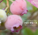 ■掘り出しもの■ブルーベリー 苗木 フロリダローズ ラビットアイ系 4年生 挿し木 特大苗 blueberry【西濃運輸お届け】【北海道・沖縄…