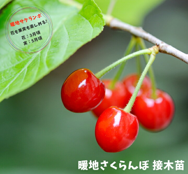 楽天市場 1本でなるさくらんぼ 暖地桜桃 暖地さくらんぼ 白鉢苗 苗木部 ｂｙ 花ひろばオンライン
