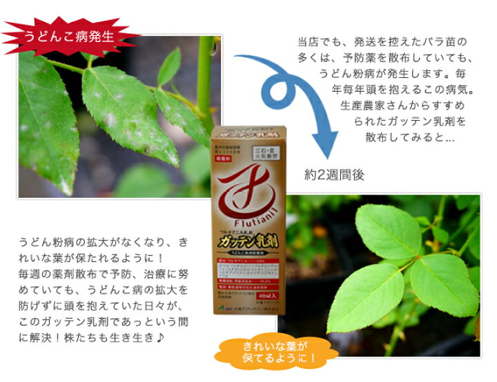 楽天市場 うどん粉病なら任せてがってん フルチアニル乳剤 ガッテン乳剤 うどんこ病用 殺菌剤 資材 農薬 薬剤 苗木部 ｂｙ 花ひろばオンライン