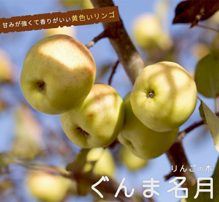 楽天市場 りんご ぐんま名月 3年生接木1m大苗 産地で剪定済 1 0m苗 苗木部 ｂｙ 花ひろばオンライン