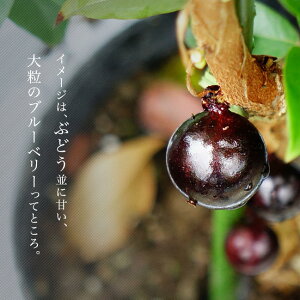 �l�G���� �W���{�`�J�o ���� �|�b�g�c ���ꌧ�Y