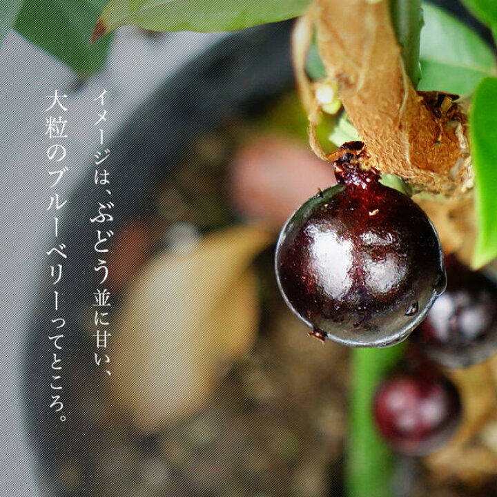 楽天市場】四季成り ジャボチカバ 3年生接木大苗 : 苗木部 by 花 