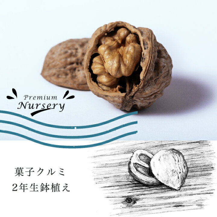 楽天市場 菓子クルミ かしくるみ 2年生実生苗 ロングスリット鉢苗 限定販売 苗木部 ｂｙ 花ひろばオンライン