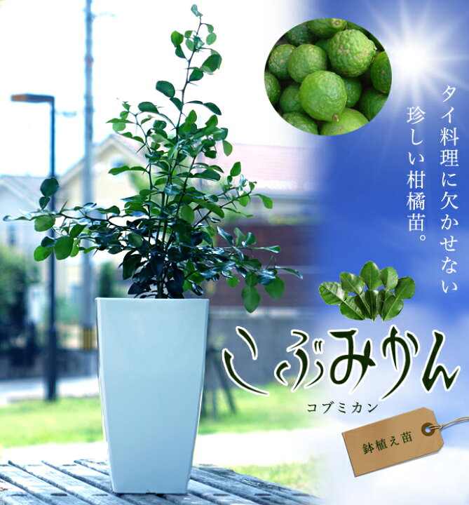 楽天市場 こぶみかん バイマックルー 7号鉢植え 苗木部 ｂｙ 花ひろばオンライン