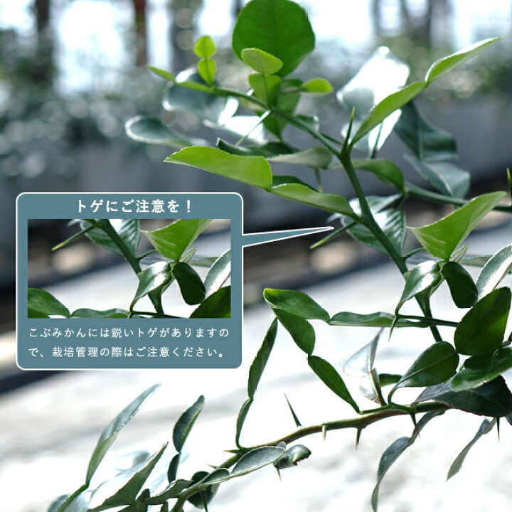 楽天市場 こぶみかん バイマックルー 7号鉢植え 苗木部 ｂｙ 花ひろばオンライン