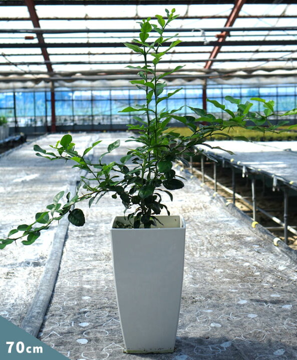 楽天市場 こぶみかん バイマックルー 7号鉢植え 苗木部 by 花ひろばオンライン 楽天市場 こぶみかん バイマックルー 7号鉢植え 苗木部 by 花ひろばオンライン