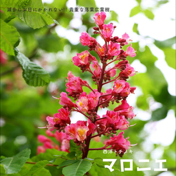 楽天市場 紅花 マロニエ 西洋トチノキ 根巻き大苗 庭木 シンボルツリー 大型宅配便 沖縄 離島不可 苗木部 ｂｙ 花ひろばオンライン