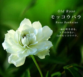 楽天市場 モッコウバラ 白 苗の通販