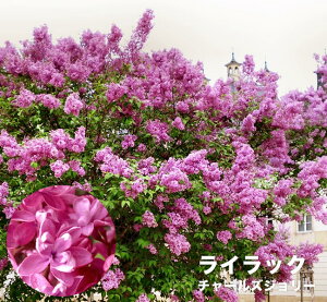 花芽付き ライラック 苗 赤紫花 品種 チャールズジョリー ポット苗 庭木 落葉樹 シンボルツリー 【観賞花木】