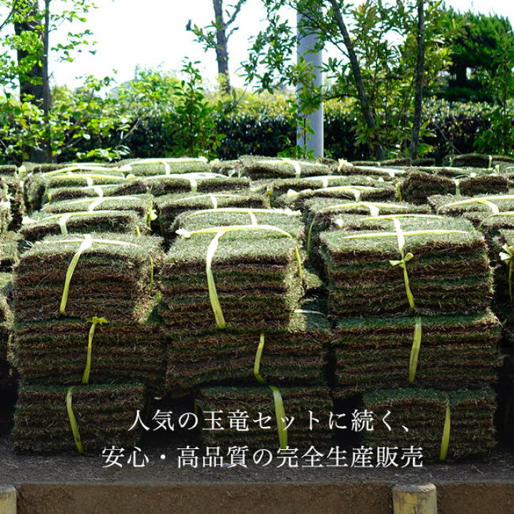 楽天市場】芝生 姫高麗芝 1枚・1束（1平米）・2束（2平米）・10束（10 