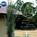 ■掘り出しもの The Koboku■オリーブの木シプレシーノ 2m 特大苗 【西濃運輸お届け】 【北海道、沖縄、離島不可】