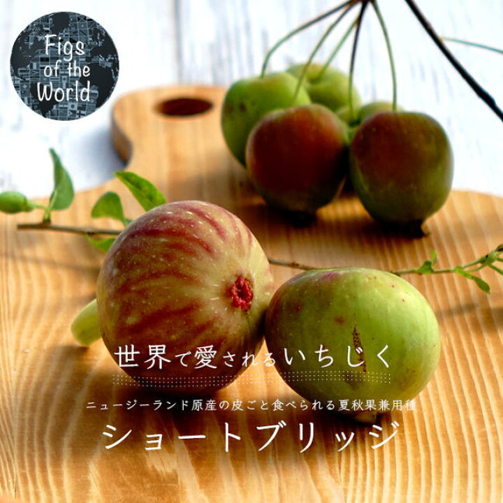 楽天市場】いちじく 【ショートブリッジ】 1年生挿木苗 : 苗木部 by 