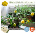 送料無料 レモンの木選抜 トゲなしリスボンレモン 鉢植え 苗 果樹 果樹苗