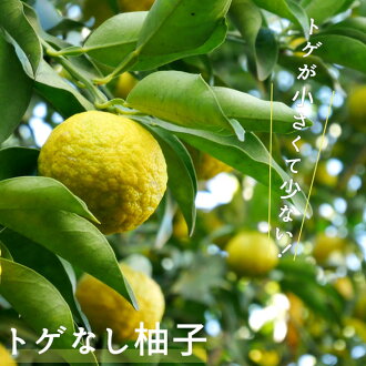 Hana Online 沒有沒有柚子苗刺的柚子二年級學生接枝苗果樹苗柚子刺的柑橘 日本樂天市場