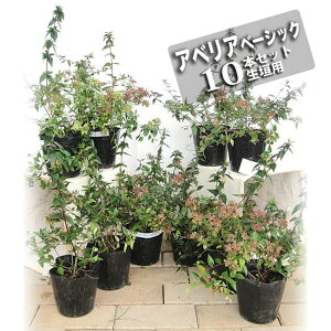 低木 庭木 常緑樹 盆栽 植木 植木 盆栽の人気商品 通販 価格比較 価格 Com