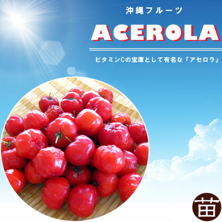 果樹の苗 アセロラt Y M ワイティーエム