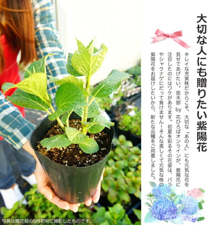 楽天市場 アジサイ 冬アジサイ 斑入 3 5号ポット苗 挿し木 ハナヒロバリュー 苗木部 ｂｙ 花ひろばオンライン