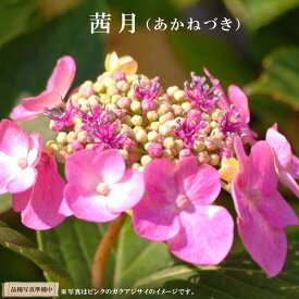 楽天市場 あかね 苗物 ガーデニング 農業 花 ガーデン Diyの通販 楽天市場 あかね 苗物 ガーデニング 農業 花 ガーデン Diyの通販