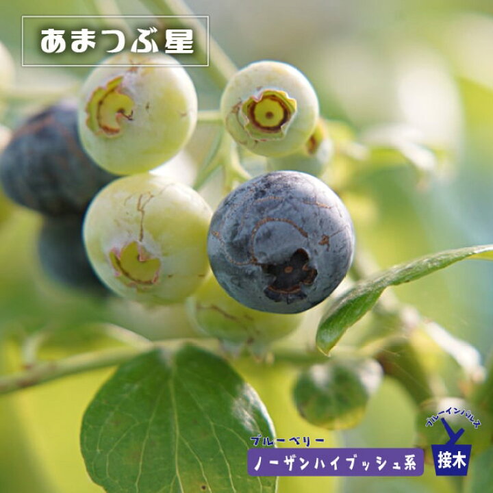 楽天市場 あまつぶ星 ノーザンハイブッシュ系 2年生接木苗 ブルーベリー ブルーインパルス 予約販売 9 10月以降発送予定 苗木部 ｂｙ 花ひろばオンライン