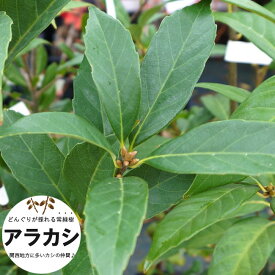 楽天市場 成長 の 早い 常緑樹の通販