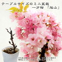 【ミニ盆栽 さくら】 一才桜 旭山 (アサヒヤマ) 【数量限定販売】