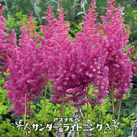 楽天市場 日陰 でも 育つ 花 多年草の通販