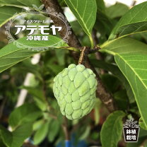楽天市場】アテモヤの通販