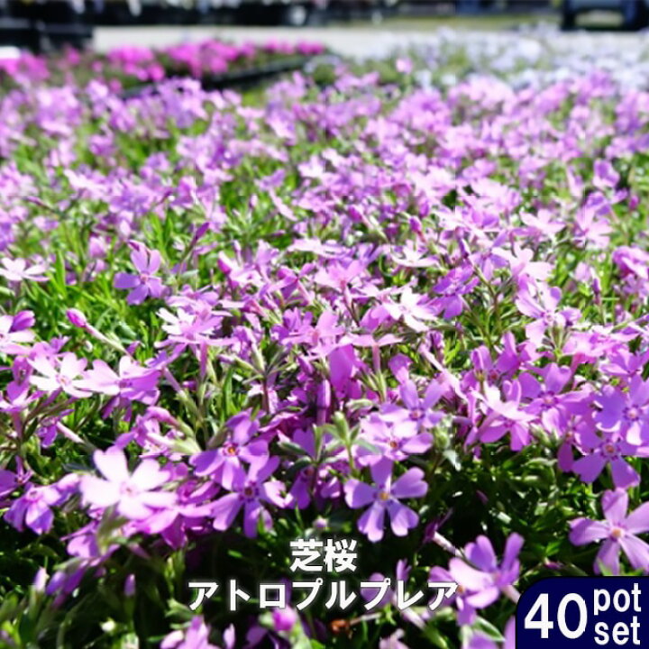 楽天市場 送料無料 芝桜 シバザクラ アトロプルプレア 3号ポット苗 40ポットセット 宿根草 苗 多年草 耐寒性 常緑 グランドカバー 苗木部 ｂｙ 花ひろばオンライン