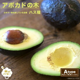 楽天市場 アボカド 苗の通販