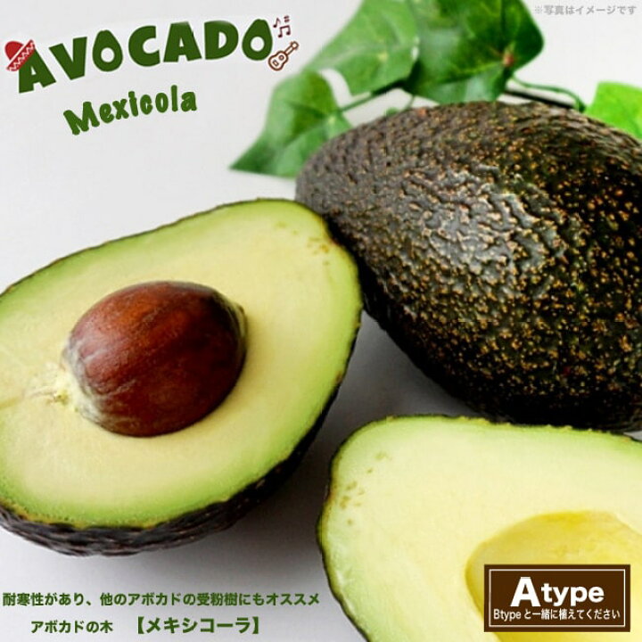 楽天市場】【メキシコーラ種】 アボカド Aタイプ 2年生接木苗 単品 or 