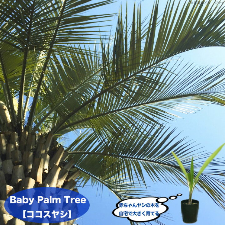 楽天市場 ちびっ子 ヤシの木 ココスヤシ 3号ポット苗 苗木部 by 花ひろばオンライン 楽天市場 ちびっ子 ヤシの木 ココスヤシ 3号ポット苗 苗木部 by 花ひろばオンライン
