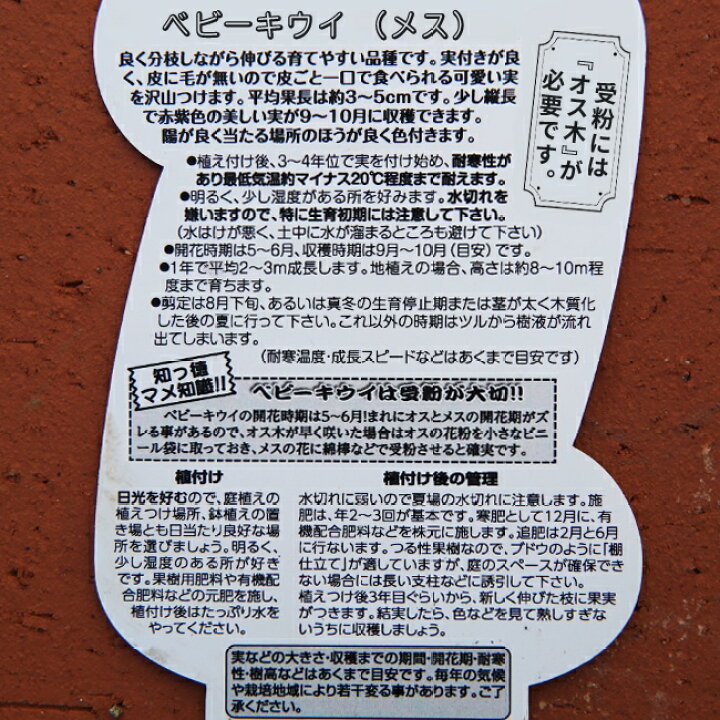楽天市場 ベビーキウイ ジュネーブとケンズレッドとオス のセット 苗木部 ｂｙ 花ひろばオンライン