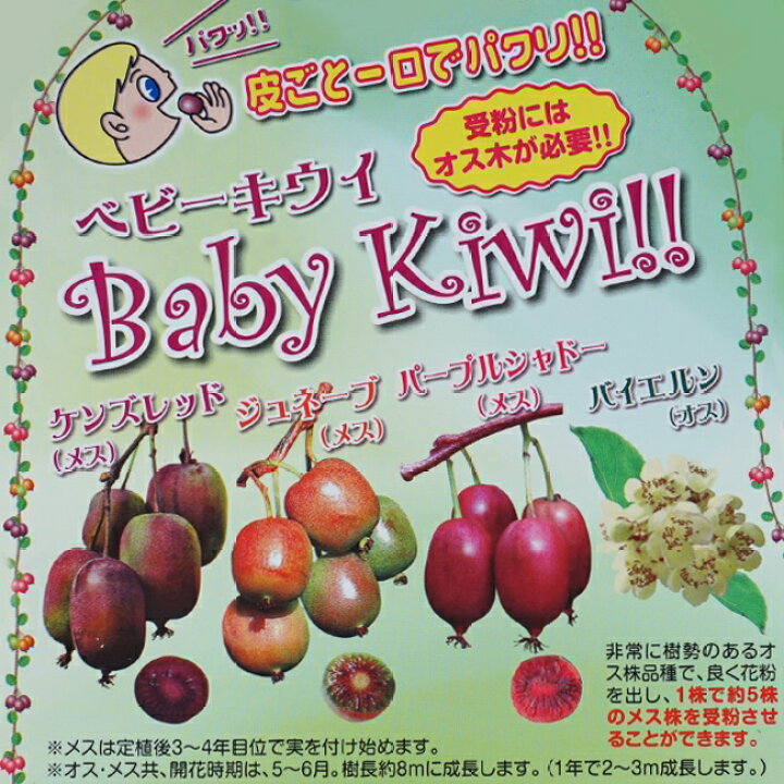 楽天市場 バイエルン オス ベビーキウイ 受粉用 挿し木 1年生 ポット苗 苗木部 ｂｙ 花ひろばオンライン