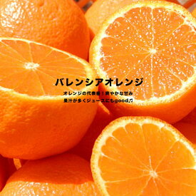 オレンジ 苗木 【バレンシアオレンジ】 1年生 接木苗