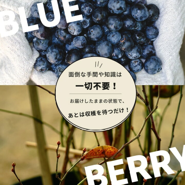 楽天市場】【アベックブルーベリー苗木 (2本植え)】 ラビットアイ系 