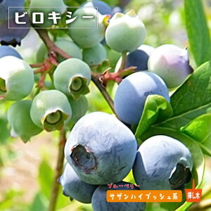 �y�r���L�V�[�z �T�U���n�C�u�b�V���n 2�N���}�ؕc �u���[�x���[�c��