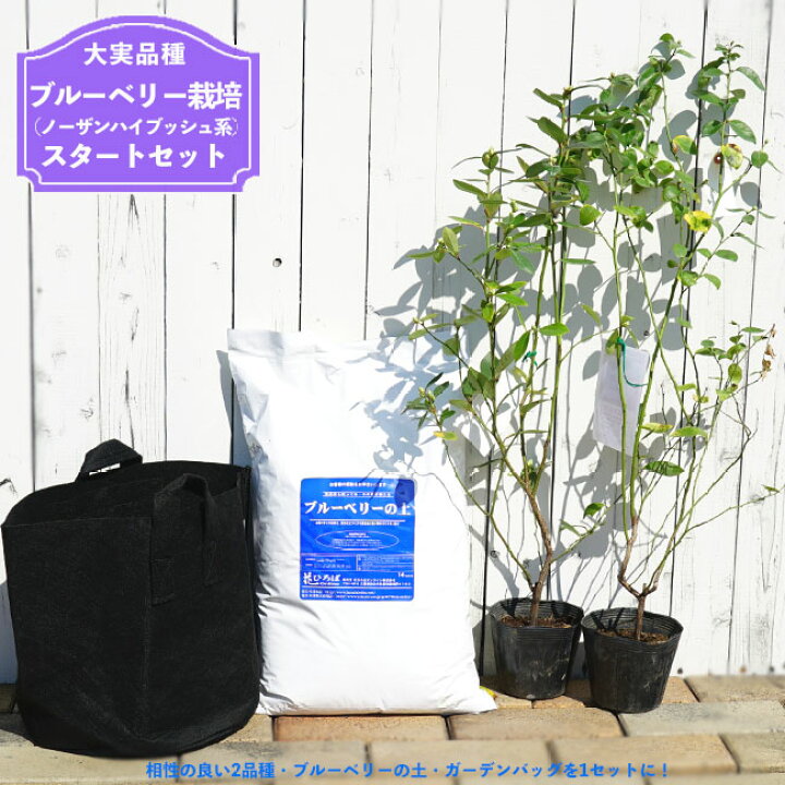 楽天市場 大実品種 ブルーベリー 簡単スタートセット ノーザンハイブッシュ系 苗木 ２本 ブルーベリーの土 ガーデンバッグの簡単スタートセット 苗木部 ｂｙ 花ひろばオンライン
