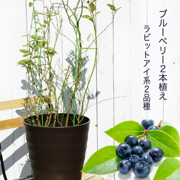 楽天市場 アベックブルーベリー 2本植え ラビットアイ系 鉢植え フレグラーポット 苗木部 ｂｙ 花ひろばオンライン
