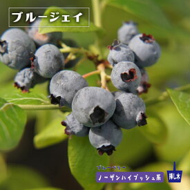 楽天市場 寒さに強い 果樹の通販