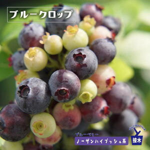 �y�u���[�N���b�v�z �m�[�U���n�C�u�b�V���n 2�N���ږؕc �u���[�x���[�c�� �u���[�C���p���X