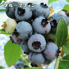楽天市場 食べ られる 実 の なる 木の通販