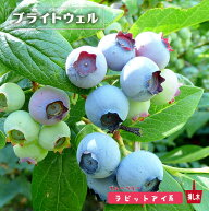 【ブライトウェル】 ラビットアイ系 2年生挿木苗 ブルーベリー苗木