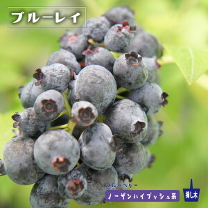 yu[Cz m[UnCubVn 3N}ؕc XbgA u[x[c